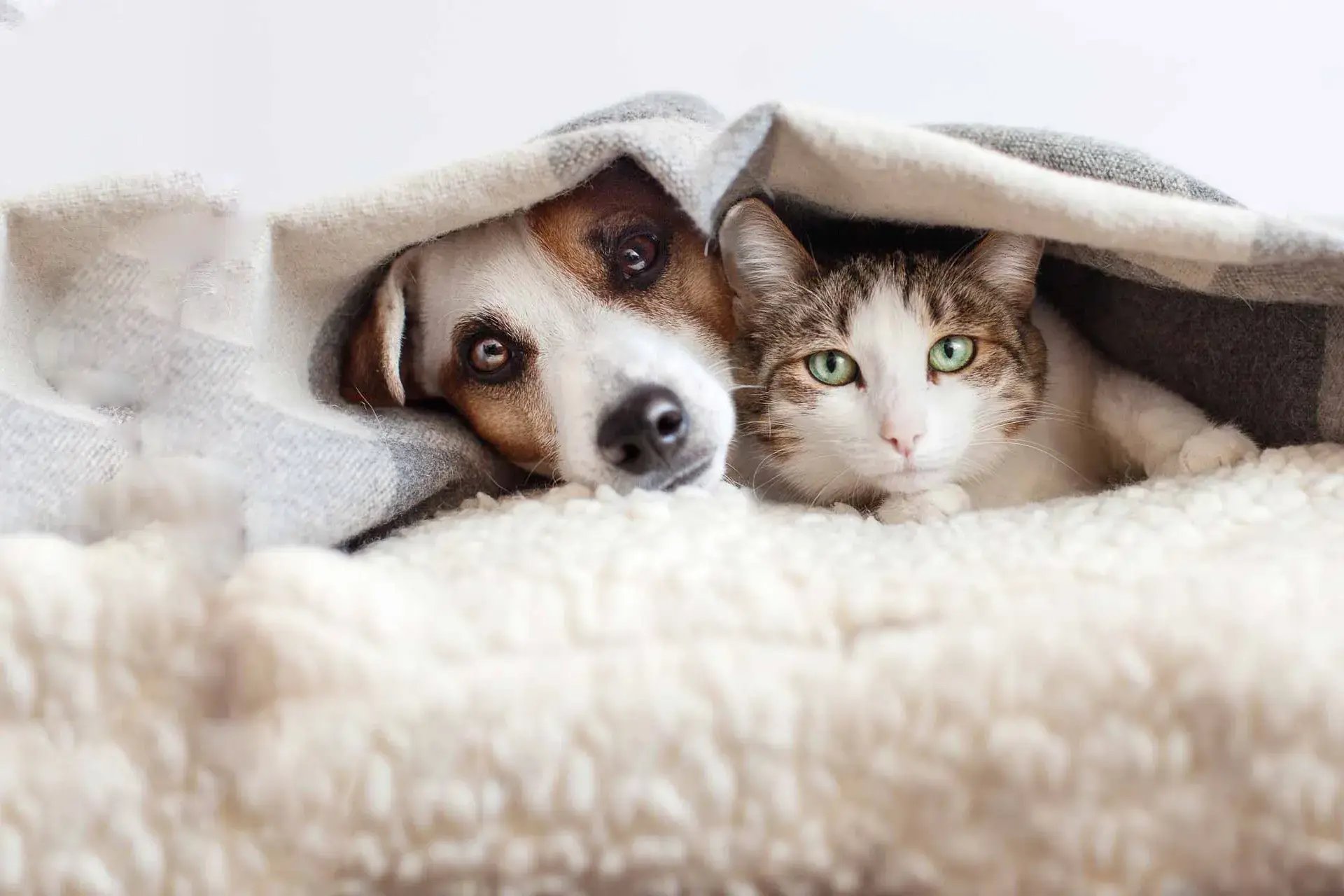 dog-and-cat-hiding-under-blanket