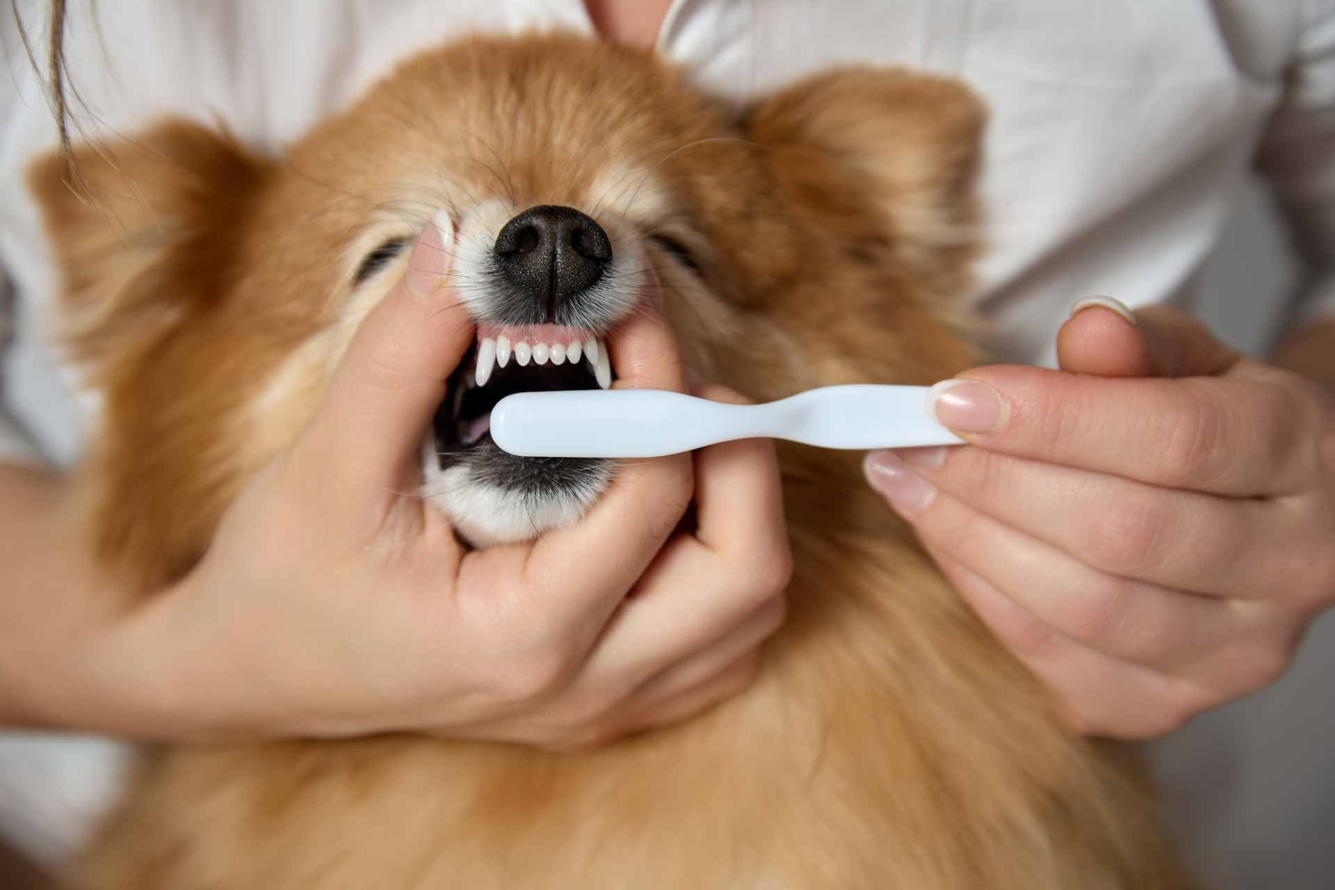 pomeranian-getting-teeth-brushed