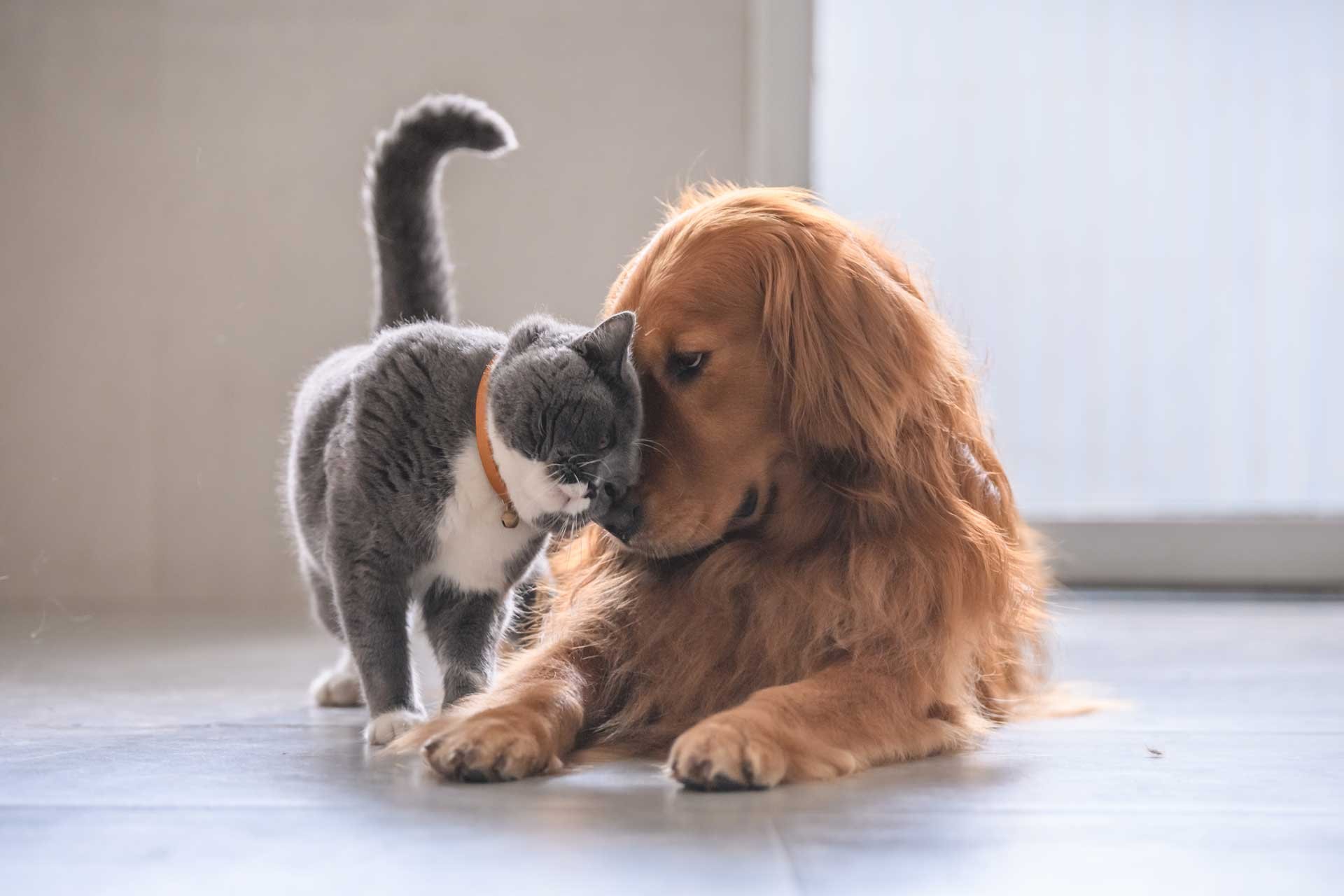 short-hair-cat-and-golden-retriever